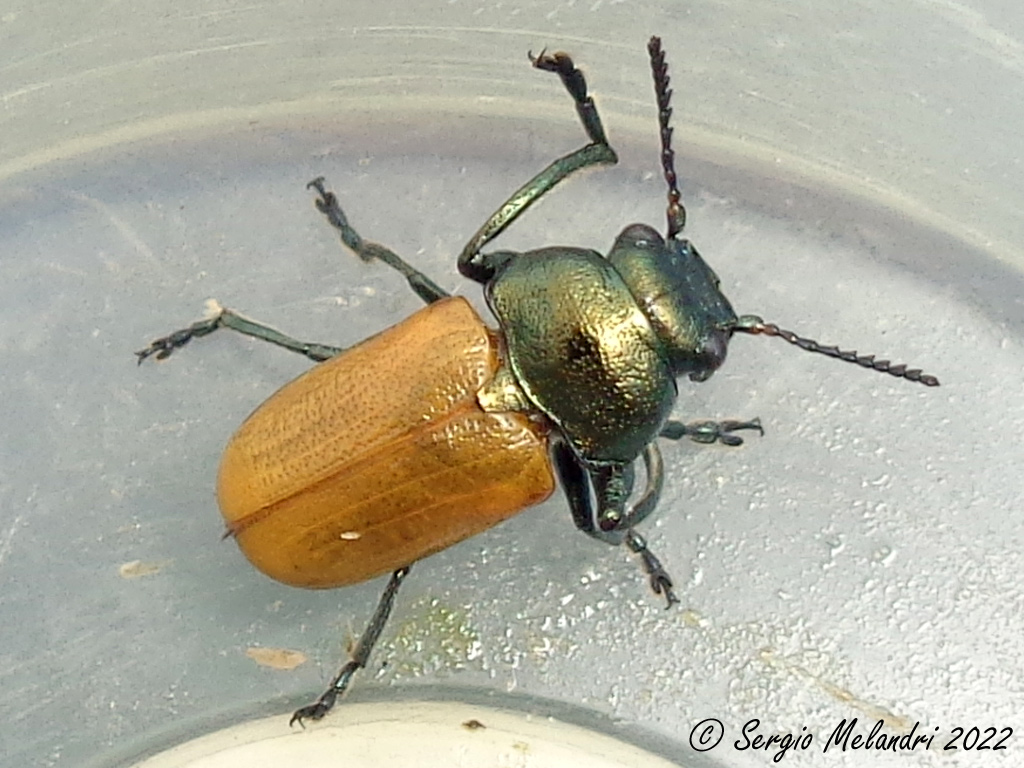 Chrysomelidae: Labidostomis longimana